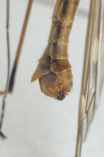 Réf. 269 836 : Tipula obsoleta